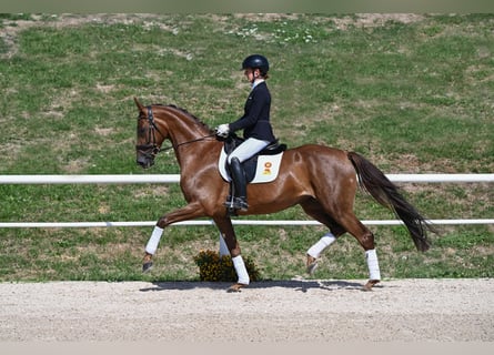 Duits sportpaard, Merrie, 4 Jaar, 167 cm, Donkere-vos