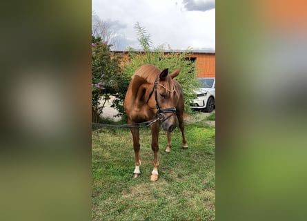 Duits sportpaard, Merrie, 4 Jaar, 167 cm, Vos