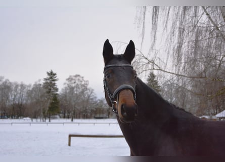 Duits sportpaard, Merrie, 4 Jaar, 168 cm, Donkerbruin
