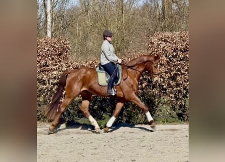 Duits sportpaard, Merrie, 4 Jaar, 168 cm, Vos