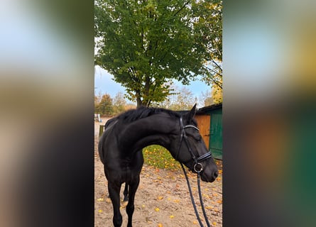 Duits sportpaard, Merrie, 4 Jaar, 168 cm, Zwart