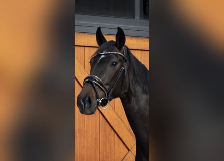 Duits sportpaard, Merrie, 4 Jaar, 169 cm, Donkerbruin