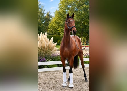 Duits sportpaard, Merrie, 4 Jaar, 170 cm, Bruin