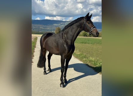 Duits sportpaard, Merrie, 4 Jaar, 170 cm, Donkerbruin