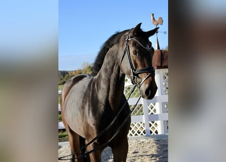 Deutsches Sportpferd, Stute, 4 Jahre, 170 cm