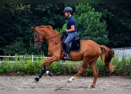 Duits sportpaard, Merrie, 4 Jaar, 170 cm, Vos