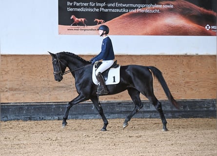 Duits sportpaard, Merrie, 4 Jaar, 170 cm, Zwart