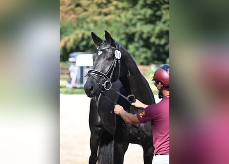 Duits sportpaard, Merrie, 4 Jaar, 170 cm, Zwart