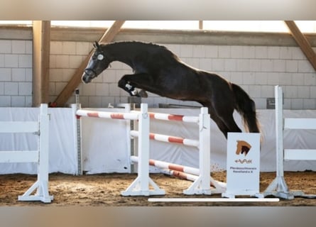 Duits sportpaard, Merrie, 4 Jaar, 170 cm, Zwartschimmel
