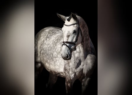 Duits sportpaard, Merrie, 4 Jaar, 172 cm, Blauwschimmel