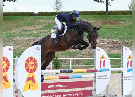 Duits sportpaard, Merrie, 4 Jaar, 172 cm, Bruin