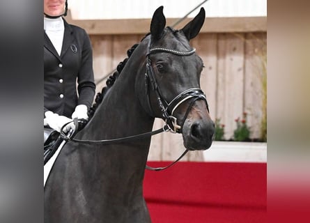 Duits sportpaard, Merrie, 4 Jaar, 172 cm, Zwartbruin