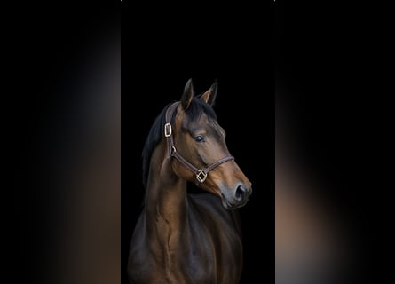 Duits sportpaard, Merrie, 4 Jaar, 173 cm