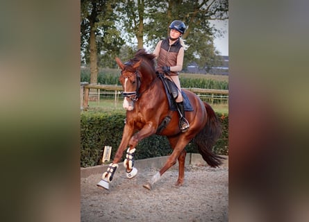 Duits sportpaard, Merrie, 4 Jaar, 175 cm, Vos