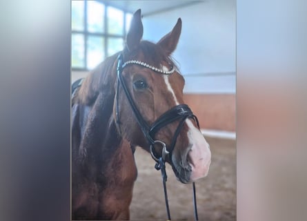 Duits sportpaard, Merrie, 4 Jaar, 175 cm, Vos
