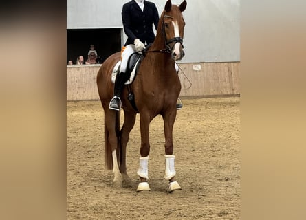 Duits sportpaard, Merrie, 4 Jaar, 175 cm, Vos