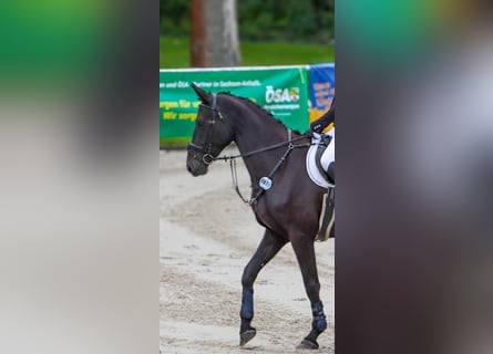 Duits sportpaard, Merrie, 4 Jaar, 175 cm, Zwart