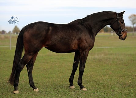 Duits sportpaard, Merrie, 4 Jaar, 177 cm, Donkerbruin