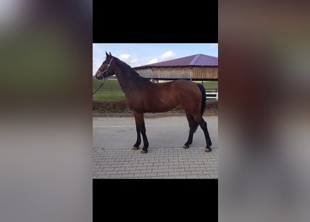 Duits sportpaard, Merrie, 4 Jaar, Brauner