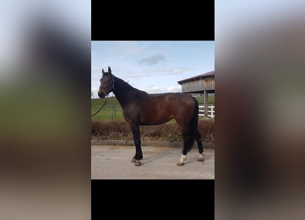 Duits sportpaard, Merrie, 4 Jaar, Donkerbruin