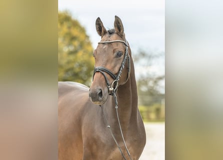 Deutsches Sportpferd, Stute, 5 Jahre, 158 cm, Dunkelbrauner