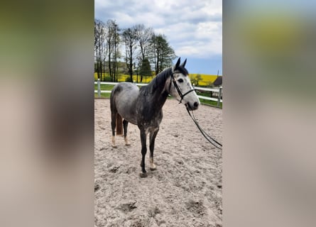 Duits sportpaard, Merrie, 5 Jaar, 162 cm, Schimmel
