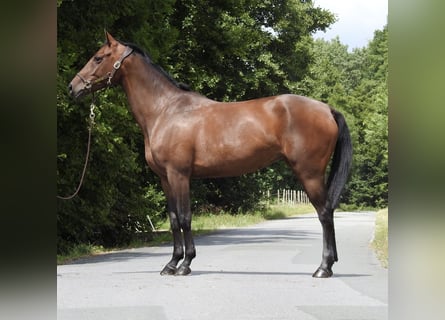 Duits sportpaard, Merrie, 5 Jaar, 164 cm, Bruin