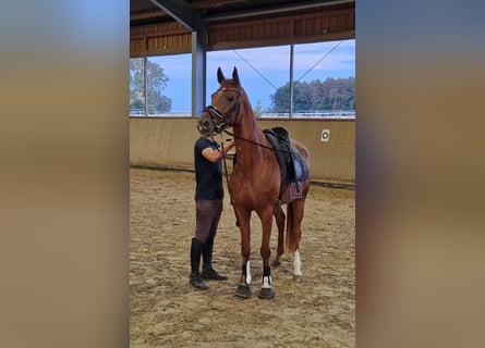 Duits sportpaard, Merrie, 5 Jaar, 164 cm, Vos