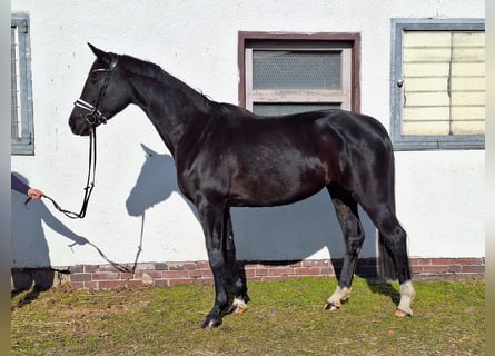 Duits sportpaard, Merrie, 5 Jaar, 164 cm, Zwart