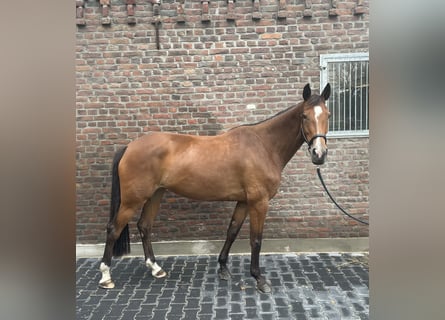 Duits sportpaard, Merrie, 5 Jaar, 165 cm, Bruin