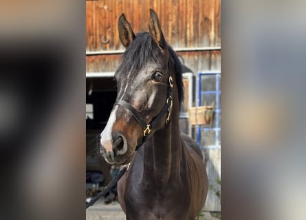 Duits sportpaard, Merrie, 5 Jaar, 165 cm, Donkerbruin