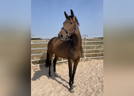 Duits sportpaard, Merrie, 5 Jaar, 165 cm, Donkerbruin