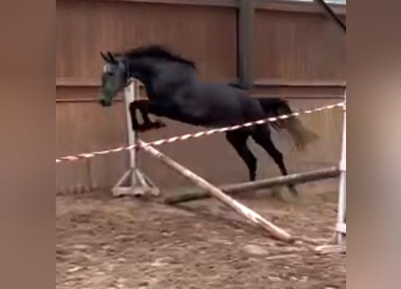 Duits sportpaard, Merrie, 5 Jaar, 166 cm, Schimmel
