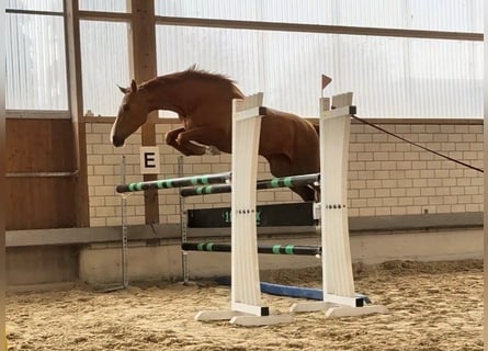 Duits sportpaard, Merrie, 5 Jaar, 166 cm, Vos