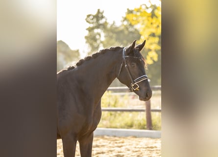 Duits sportpaard, Merrie, 5 Jaar, 166 cm, Zwart