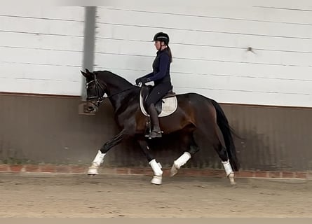 Duits sportpaard, Merrie, 5 Jaar, 167 cm, Zwartbruin