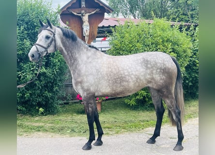 Deutsches Sportpferd, Stute, 5 Jahre, 168 cm, Apfelschimmel