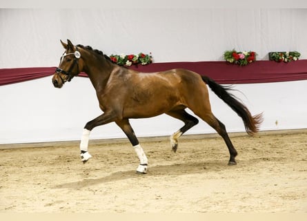 Duits sportpaard, Merrie, 5 Jaar, 168 cm, Bruin