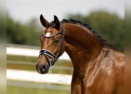 Duits sportpaard, Merrie, 5 Jaar, 168 cm, Bruin