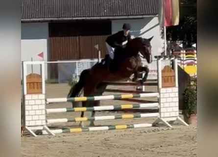 Deutsches Sportpferd, Stute, 5 Jahre, 168 cm, Brauner