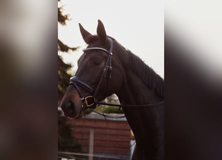 Duits sportpaard, Merrie, 5 Jaar, 168 cm, Donkerbruin