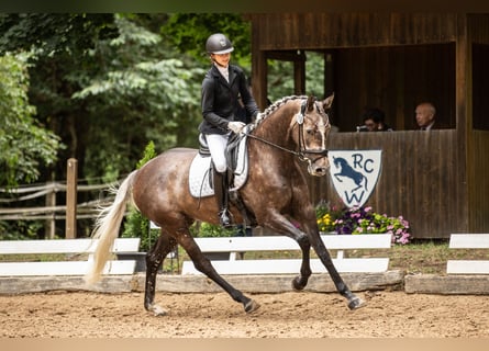 Duits sportpaard, Merrie, 5 Jaar, 168 cm, Schimmel