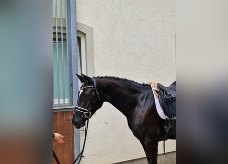 Duits sportpaard, Merrie, 5 Jaar, 169 cm, Zwart