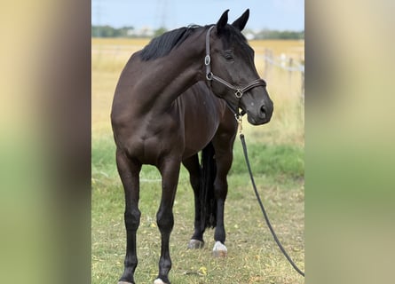 Duits sportpaard, Merrie, 5 Jaar, 170 cm, Donkerbruin