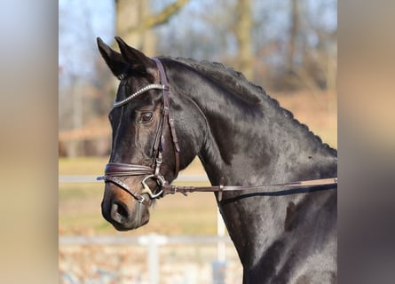 Duits sportpaard, Merrie, 5 Jaar, 170 cm, Zwartbruin