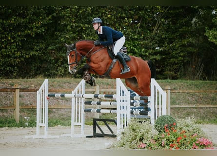 Duits sportpaard, Merrie, 5 Jaar, 171 cm, Bruin