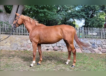 Deutsches Sportpferd, Stute, 5 Jahre, 172 cm, Fuchs