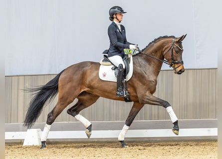 Duits sportpaard, Merrie, 5 Jaar, 173 cm, Donkerbruin