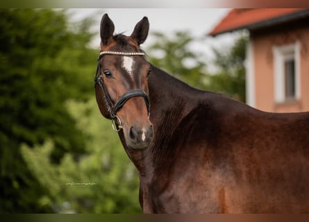 Duits sportpaard, Merrie, 5 Jaar, 173 cm, Donkerbruin
