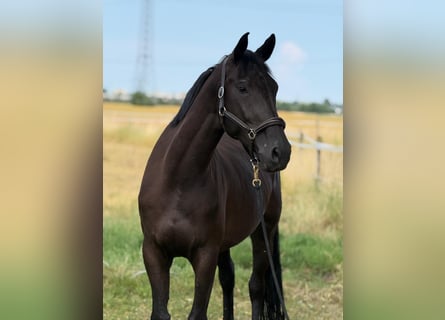 Duits sportpaard, Merrie, 5 Jaar, Donkerbruin